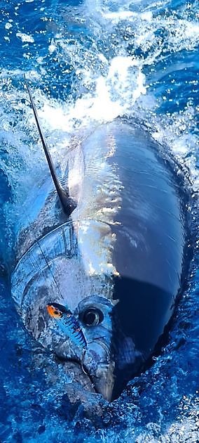 Tonno Rosso 18 & 19 - Cavalier & Blue Marlin Sport Fishing Gran Canaria