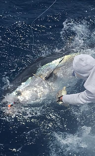 24 ° tonno rosso + 1 Wahoo - Cavalier & Blue Marlin Sport Fishing Gran Canaria