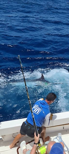 il primo Blue Marlin del 2021 - Cavalier & Blue Marlin Sport Fishing Gran Canaria