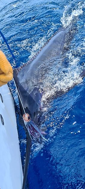 400 libbre Blue Marlin - Cavalier & Blue Marlin Sport Fishing Gran Canaria