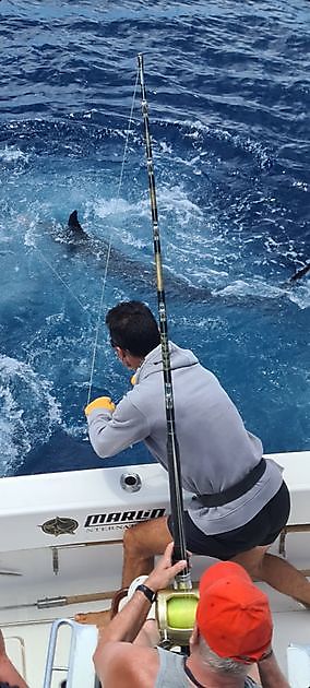 Heineken per il presidente 🏆 - Cavalier & Blue Marlin Sport Fishing Gran Canaria