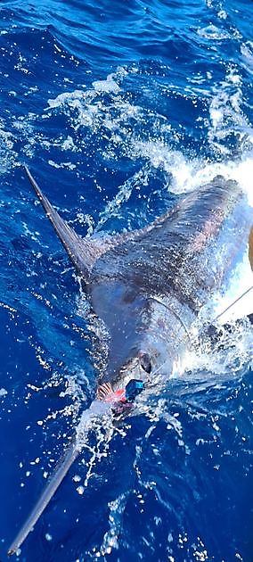 Rilasciato il Blue Marlin da 440 libbre - Cavalier & Blue Marlin Sport Fishing Gran Canaria