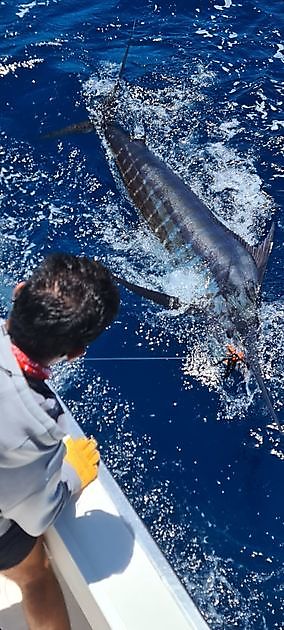 Marlin blu da 330 libbre - Cavalier & Blue Marlin Sport Fishing Gran Canaria