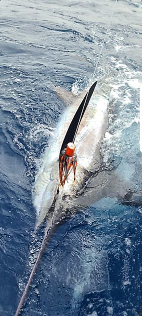 550 lb Blue Marlin released - Cavalier & Blue Marlin Sport Fishing Gran Canaria