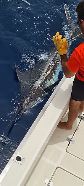 2 Blue Marlin liberado - Pesca Deportiva Cavalier & Blue Marlin Gran Canaria