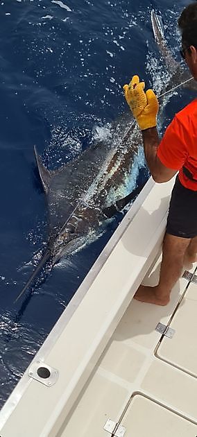 Rilasciati 2 Blue Marlin - Cavalier & Blue Marlin Sport Fishing Gran Canaria