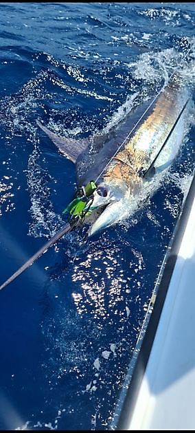 Un sacco di azione da grande gioco - Cavalier & Blue Marlin Sport Fishing Gran Canaria