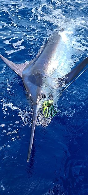 2/3 Blue Marlin su Cavalier - Cavalier & Blue Marlin Sport Fishing Gran Canaria