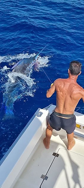 300 y 550 libras Blue Marlin liberado - Pesca Deportiva Cavalier & Blue Marlin Gran Canaria