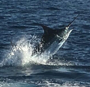 Questions fréquemment posées - Cavalier & Blue Marlin Sport Fishing Gran Canaria