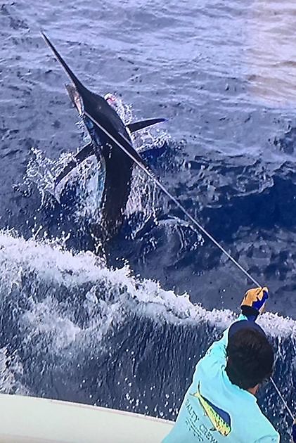 Häufig gestellte Fragen - Cavalier & Blue Marlin Sportfischen Gran Canaria