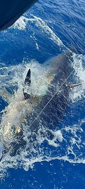 600 lbs Bluefin Tuna Released - Cavalier & Blue Marlin Sport Fishing Gran Canaria