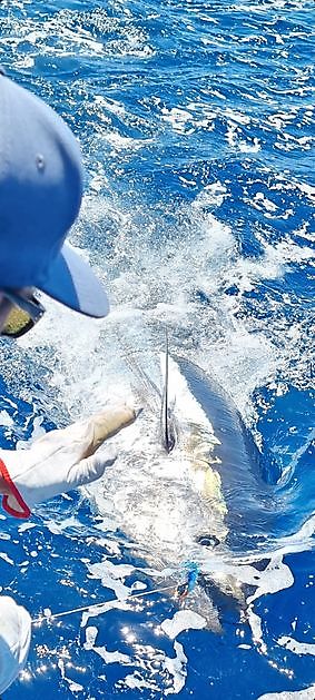 Cavalier Released 3de Blauwvin Tonijn. - Cavalier & Blue Marlin Sport Fishing Gran Canaria