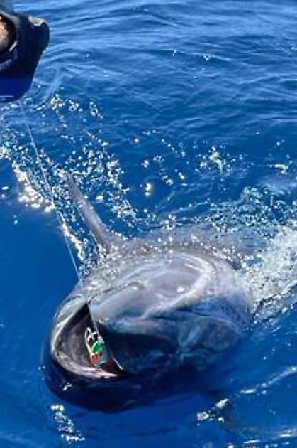 700lb Blue Marlin Released - Cavalier & Blue Marlin Sportfischen Gran Canaria