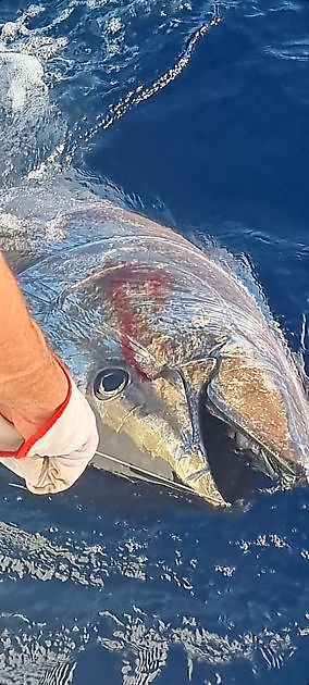 8 - 0 - Cavalier & Blue Marlin Sportfischen Gran Canaria