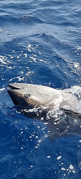14th Bluefin Tuna - Cavalier & Blue Marlin Sportfischen Gran Canaria