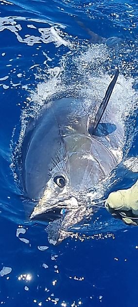300 kg blåfenad tonfisk - Cavalier & Blue Marlin Sport Fishing Gran Canaria