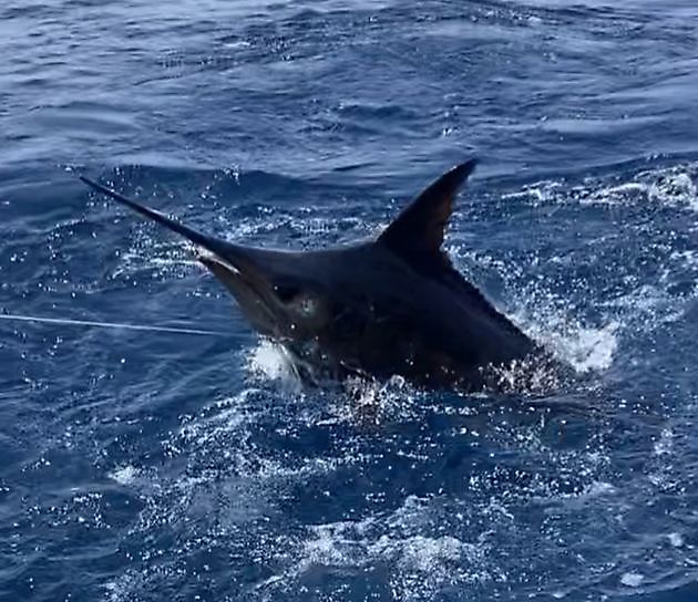 300 Pfund Blue Marlin und Wahoo Cavalier & Blue Marlin Sport Fishing Gran Canaria