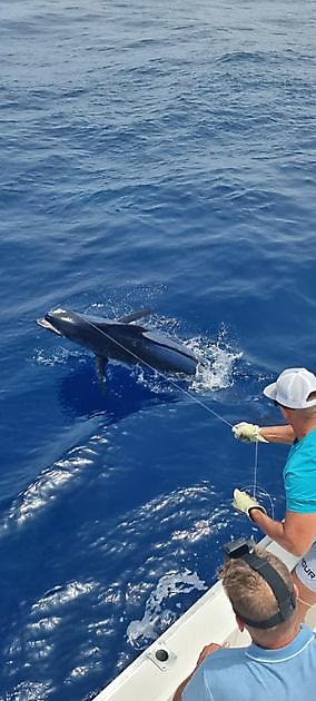 Blue Marlin - Stå upp - Cavalier & Blue Marlin Sport Fishing Gran Canaria