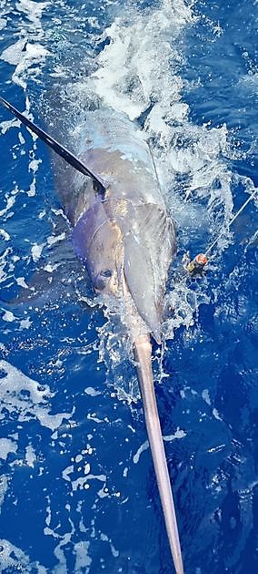 20-06 Blauer Marlin - Cavalier & Blue Marlin Sport Fishing Gran Canaria