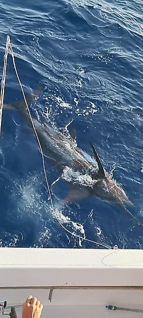 21/6 - Blue Marlin släppt - Cavalier & Blue Marlin Sport Fishing Gran Canaria