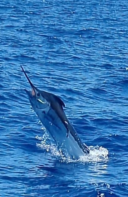 5 dagen Blauwe Marlijn - Cavalier & Blue Marlin Sport Fishing Gran Canaria