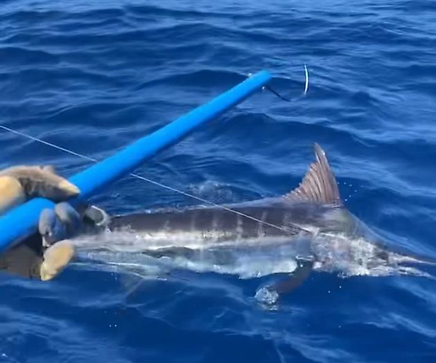 25/6 - 2 Blauwe Marlijnen - Cavalier & Blue Marlin Sport Fishing Gran Canaria