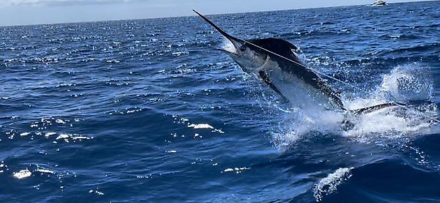700lb Blue Marlin Released - Cavalier & Blue Marlin Sport Fishing Gran Canaria