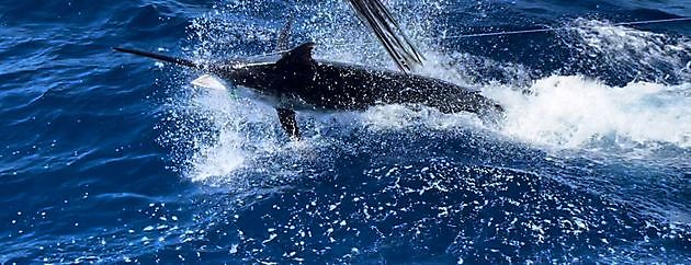 27/6 - Marlín azul de 700 libras - Cavalier & Blue Marlin Sport Fishing Gran Canaria