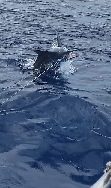 29/6 - Another day in Paradise! - Cavalier & Blue Marlin Sport Fishing Gran Canaria