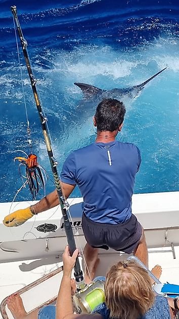 Mooie release - Cavalier & Blue Marlin Sport Fishing Gran Canaria