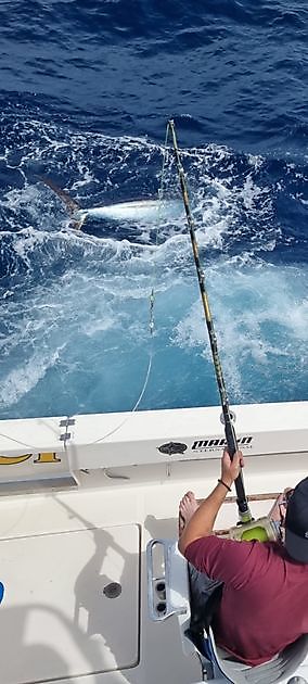 10/7/22 Blue Marlin släppt - Cavalier & Blue Marlin Sport Fishing Gran Canaria