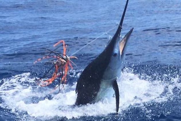 Copa Corona III - Cavalier & Blue Marlin Sport Fishing Gran Canaria