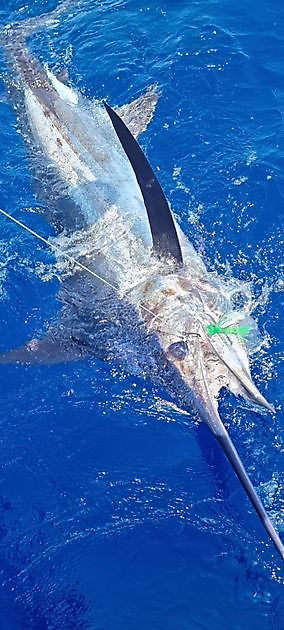 330 lb Blue Marlin freigegeben - Cavalier & Blue Marlin Sport Fishing Gran Canaria