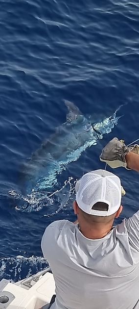 24/7 - Rilascio di Blue Marlin - Cavalier & Blue Marlin Pesca sportiva Gran Canaria