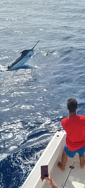 Bingo - Blauwe Marlijn gereleased - Cavalier & Blue Marlin Sport Fishing Gran Canaria