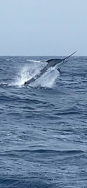 Buen comienzo de agosto - Cavalier & Blue Marlin Sport Fishing Gran Canaria