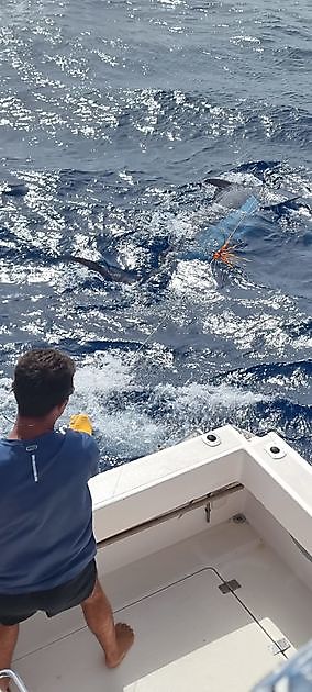 Fantastiska fiskedagar! - Cavalier & Blue Marlin Sport Fishing Gran Canaria