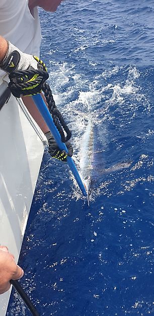 Blue released White - Cavalier & Blue Marlin Sportfischen Gran Canaria