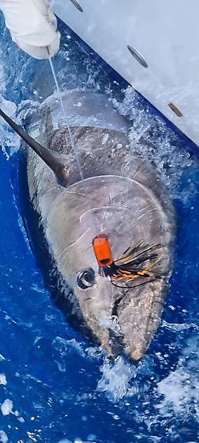 24/8 Atún rojo y ojo grande + Wahoo - Cavalier & Blue Marlin Sport Fishing Gran Canaria
