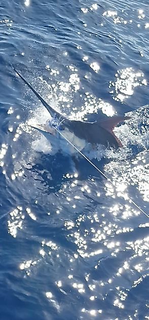 Release Me - Cavalier & Blue Marlin Sportfischen Gran Canaria