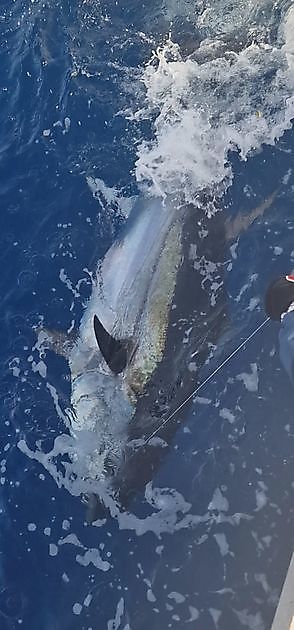 24/03/2023 - 1st Bluefin tuna. - Cavalier & Blue Marlin Sport Fishing Gran Canaria