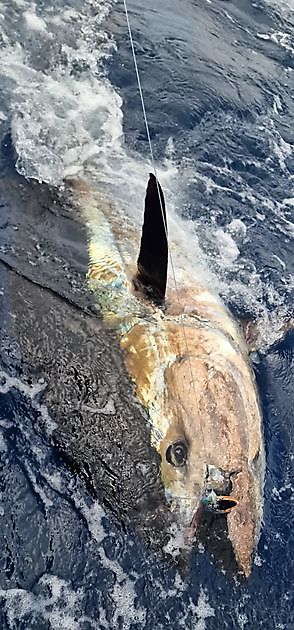 400 kg _880 lbs_ 280 kg _620 lbs_ 240 kg _530 lbs_ - Cavalier & Blue Marlin Sport Fishing Gran Canaria