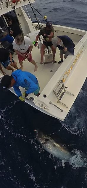 Puerto Rico - 9.00 o'clockWHITE MARLIN 2NDThe boat - Cavalier & Blue