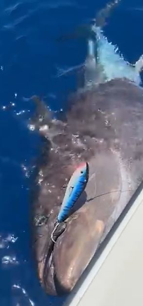 Cavalier släpper sin 13:e Bluefin Tuna - Cavalier & Blue Marlin Sport Fishing Gran Canaria