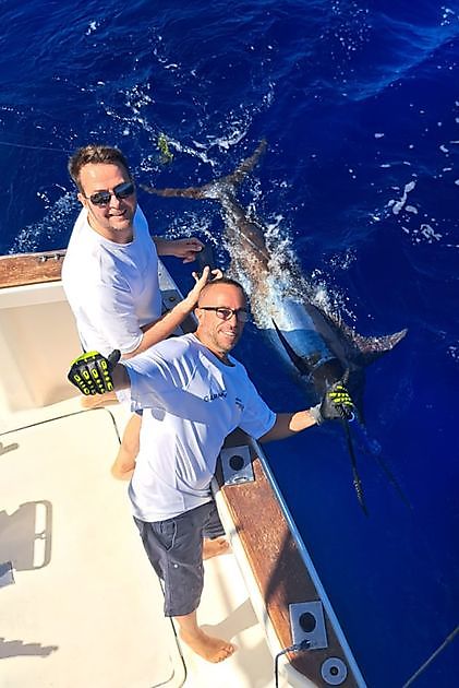 Blue Marlin 3 released their 2nd Blue Marlin. Cavalier & Blue Marlin Sport Fishing Gran Canaria