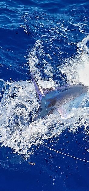 15/05 Bait & Switch Cavalier & Blue Marlin Sport Fishing Gran Canaria