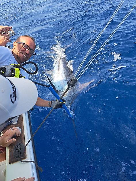 05/20 – 550 Pfund Blauer Marlin - Cavalier & Blue Marlin Sport Fishing Gran Canaria