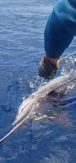 24/5 - Blauwe marlijn vrijgelaten - Cavalier & Blue Marlin Sport Fishing Gran Canaria