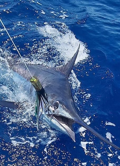 25/5 - Showen fortsätter Cavalier & Blue Marlin Sport Fishing Gran Canaria